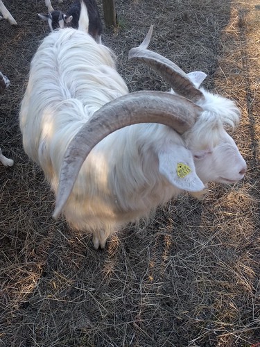 Goats on Sylt