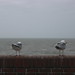 Seagulls Sylt
