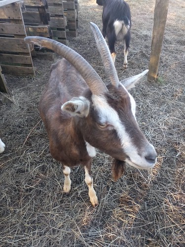 Goats on Sylt
